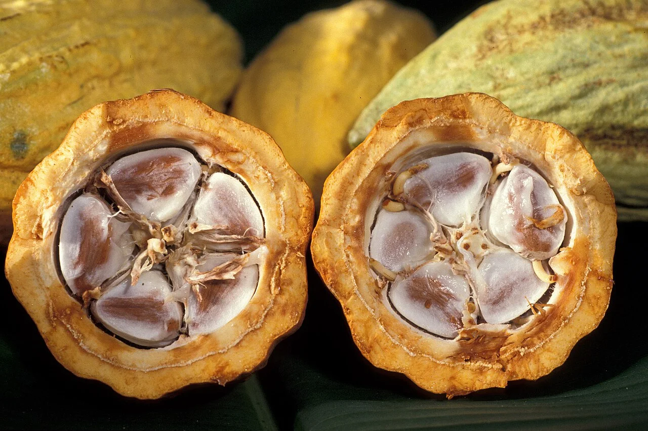 Photo of Cacao
