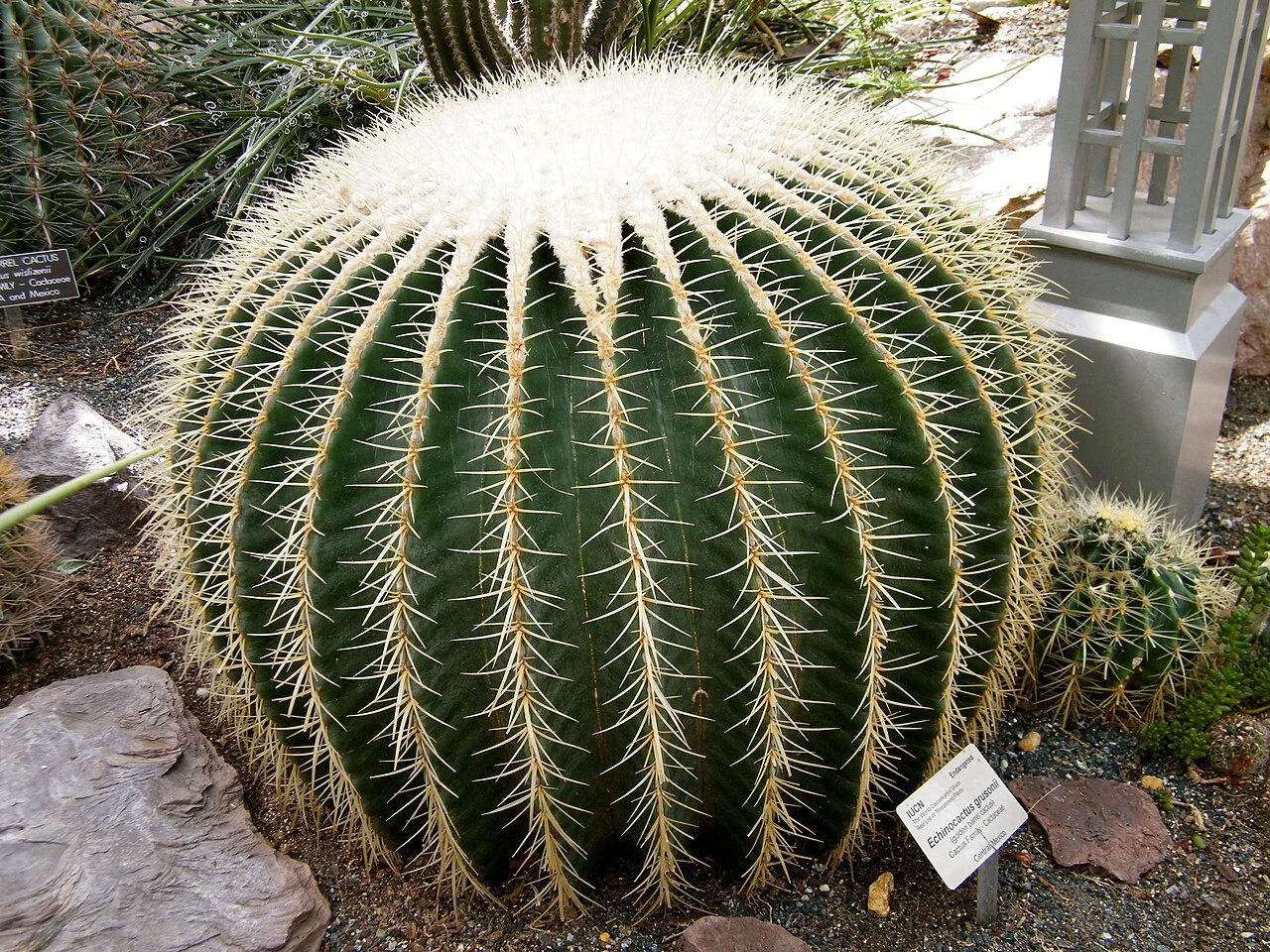 Photo of Cactus