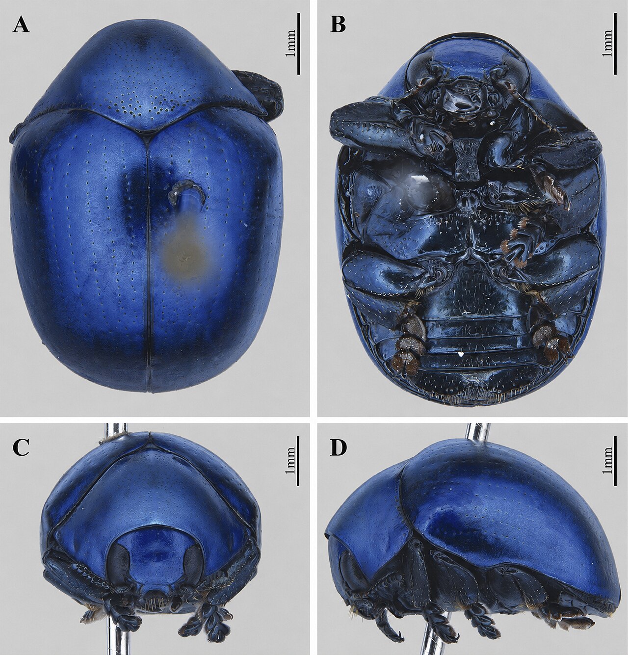 Lamprosoma cambuci