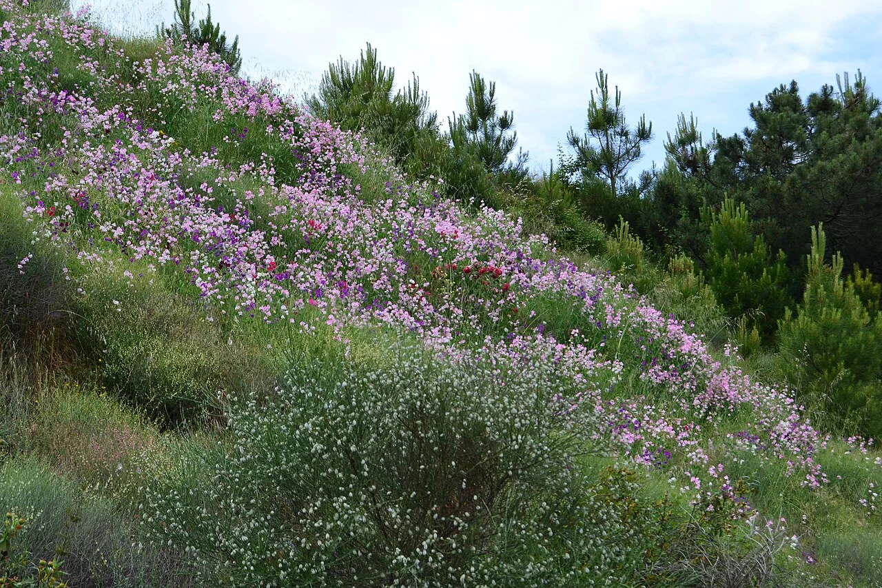 Photo of Caminomorisco