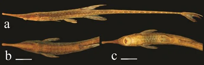 Photo of Campinápolis