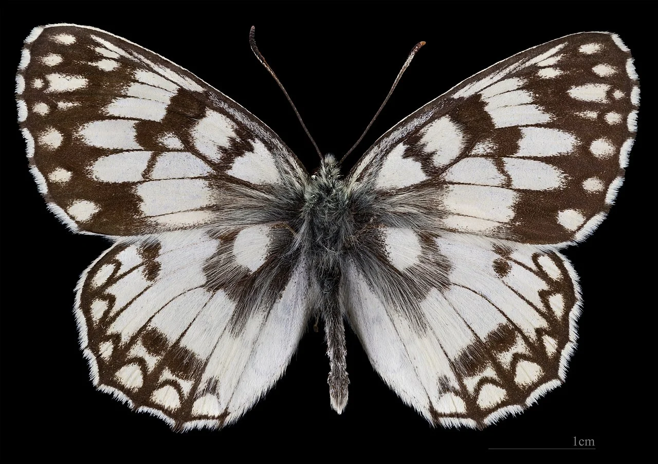 Photo of Campo di Giove