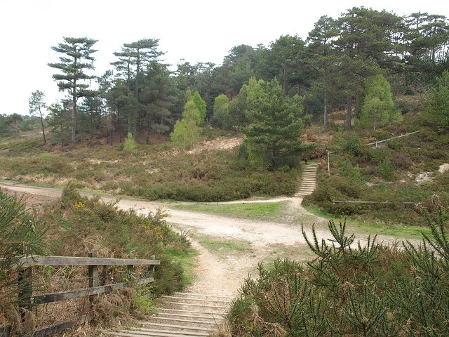 Canford Heath