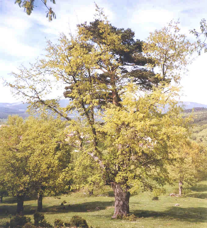 Photo of Canicosa de la Sierra