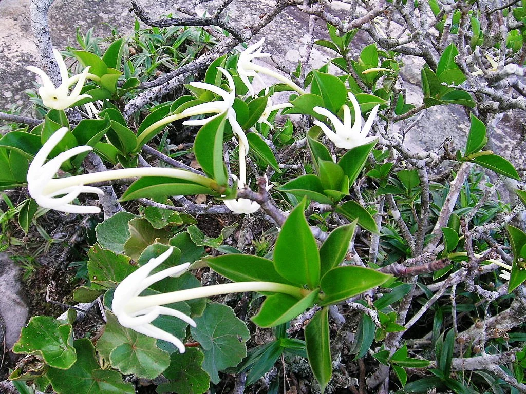 Photo of Capão Alto