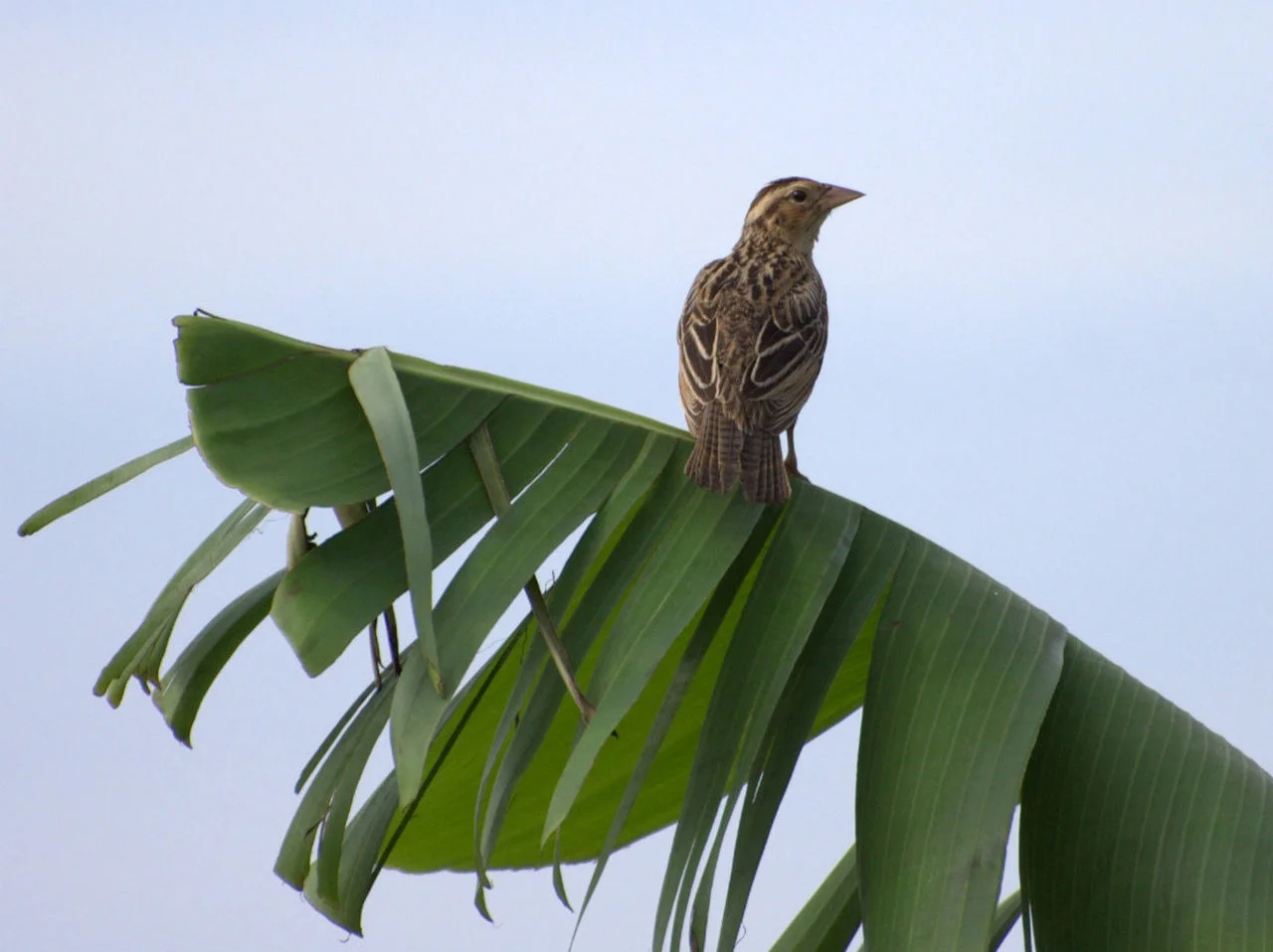 Photo of Capim Branco