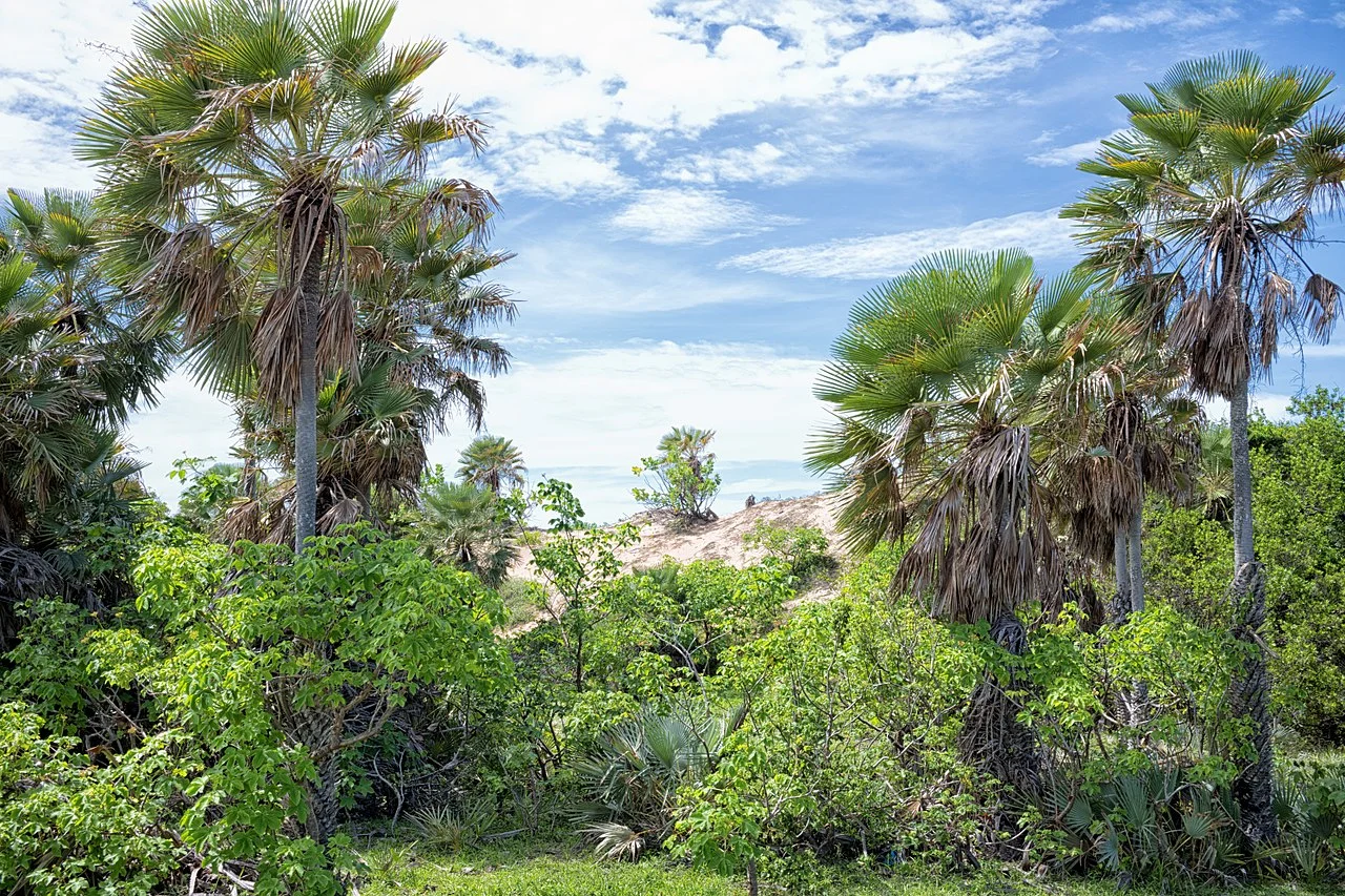 Photo of Carnaubinha