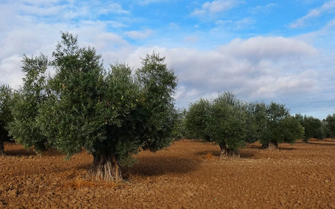 Photo of Casarrubuelos