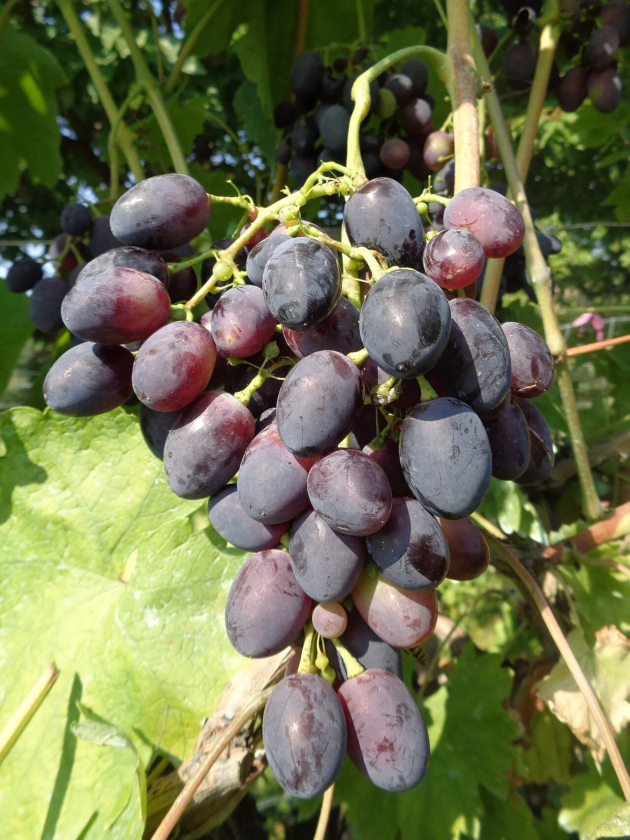 Photo of Casavecchia