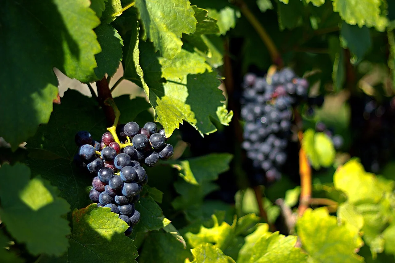 Photo of Casavecchia