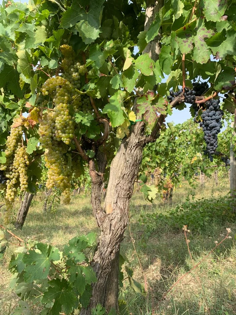 Photo of Castelfranci