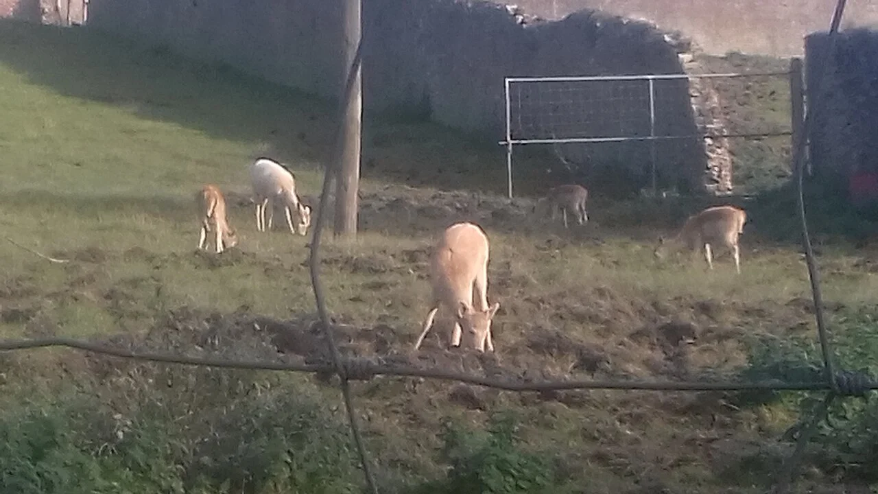 Photo of Castlecomer