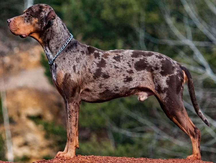 Photo of Catahoula