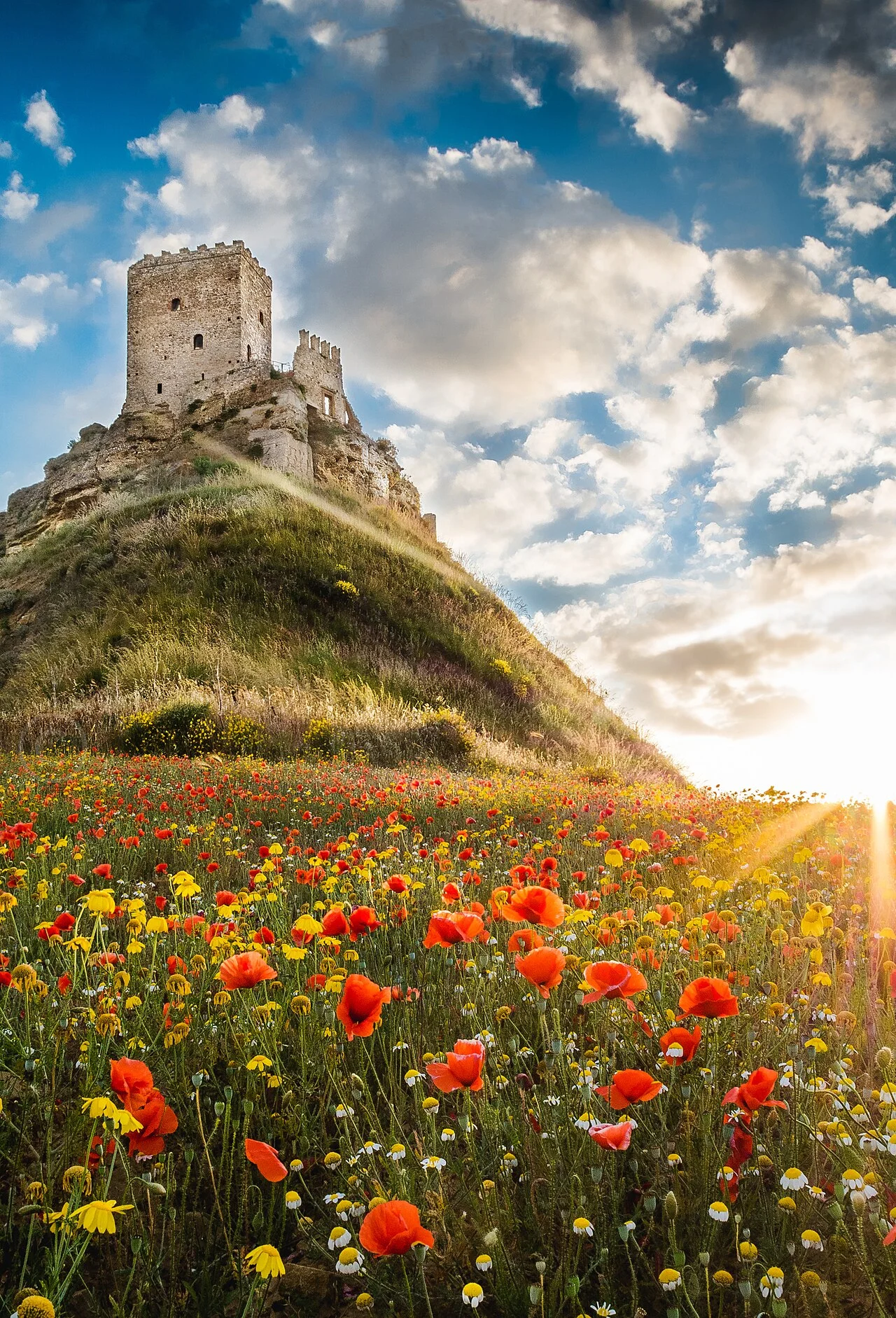 Photo of Cefalà Diana