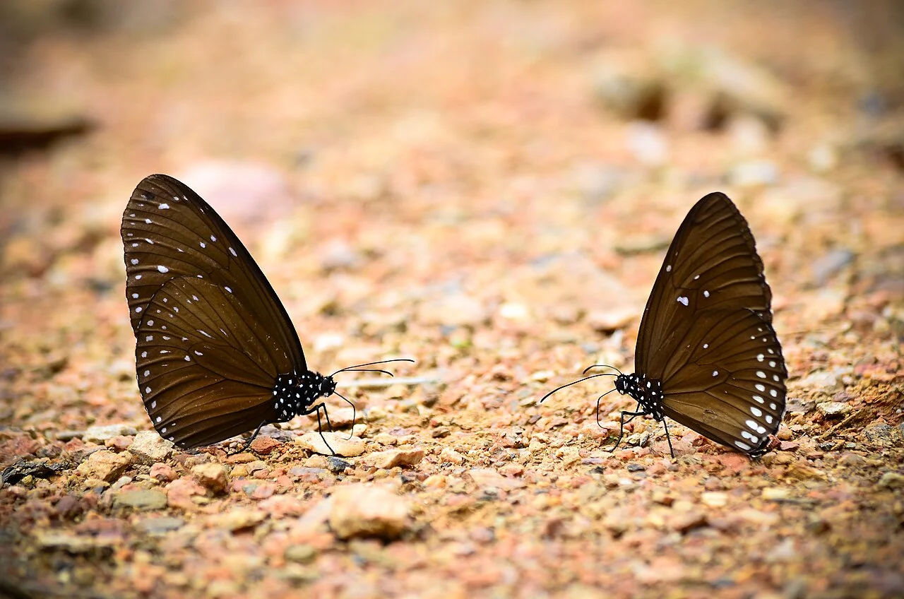 Photo of Chaloem Phra Kiat
