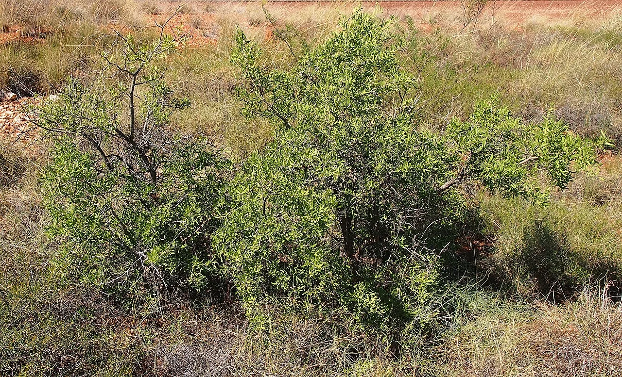 Photo of Changar Talai