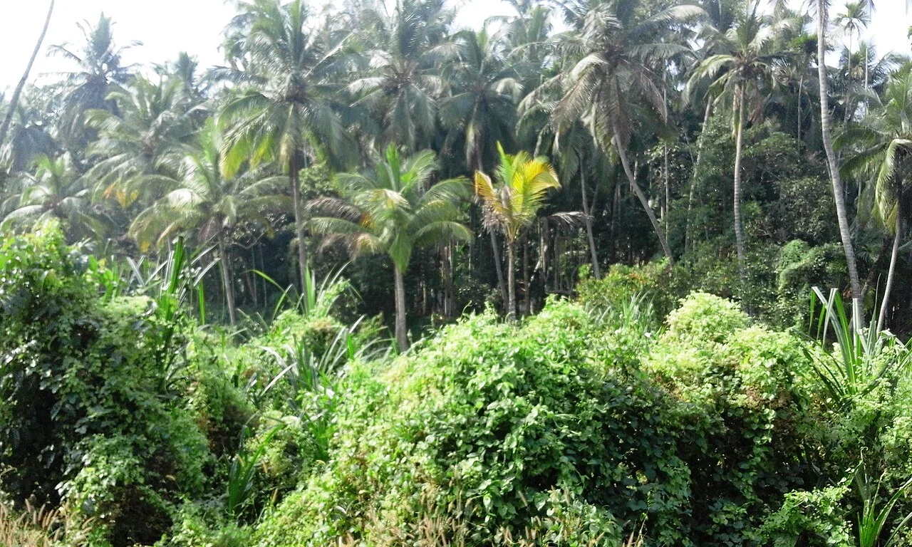 Photo of Chēmanchēri