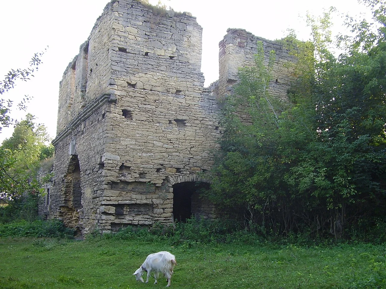 Photo of Chernelytsia