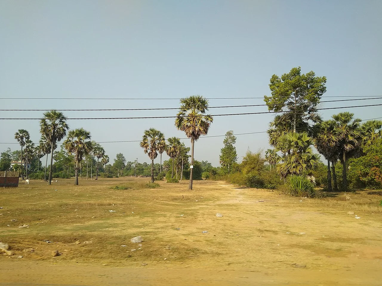 Photo of Cheung Prey