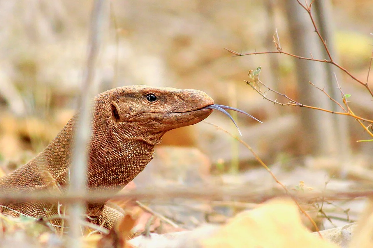 Photo of Chhātāpur