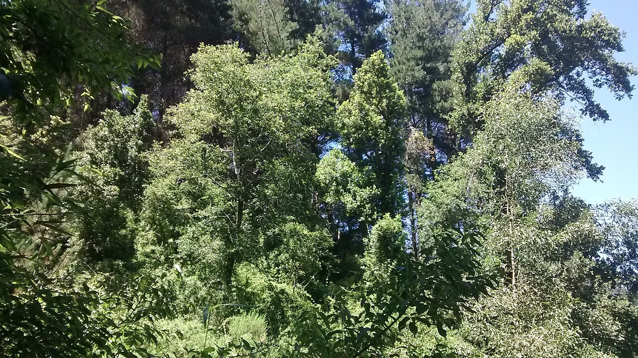 Photo of Chiguayante