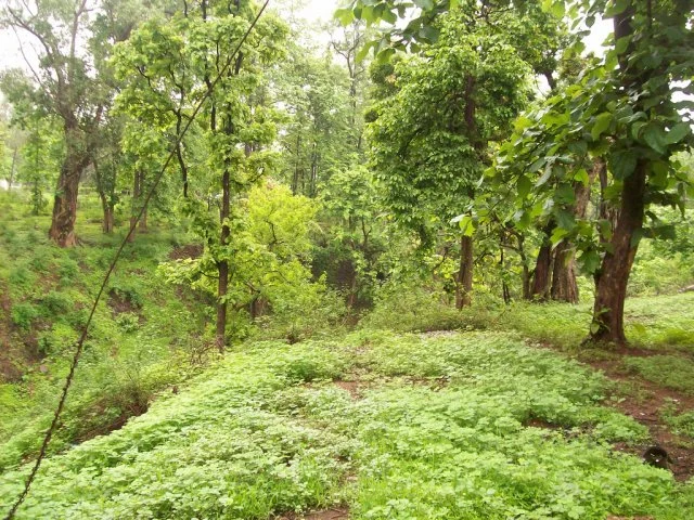 Photo of Chikhaldara