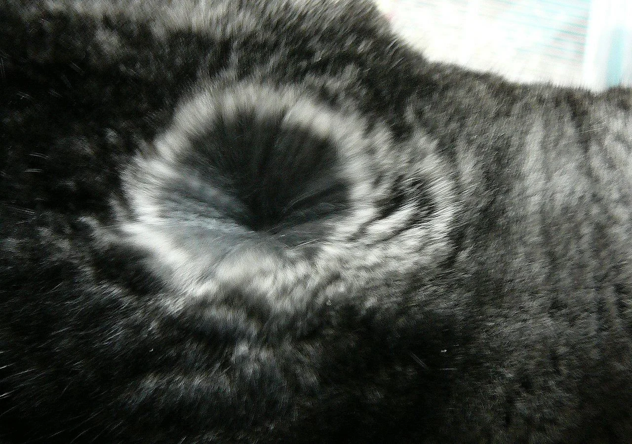 Photo of Chinchilla