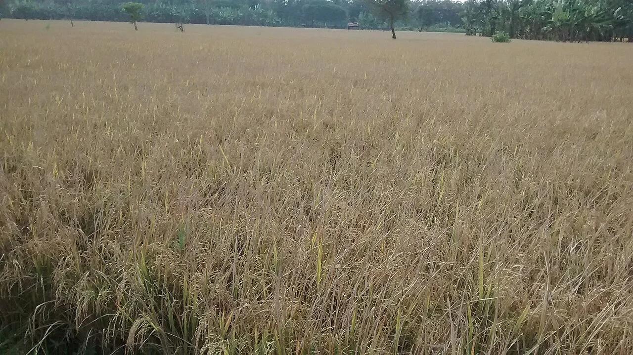 Photo of Chinnachintakunta