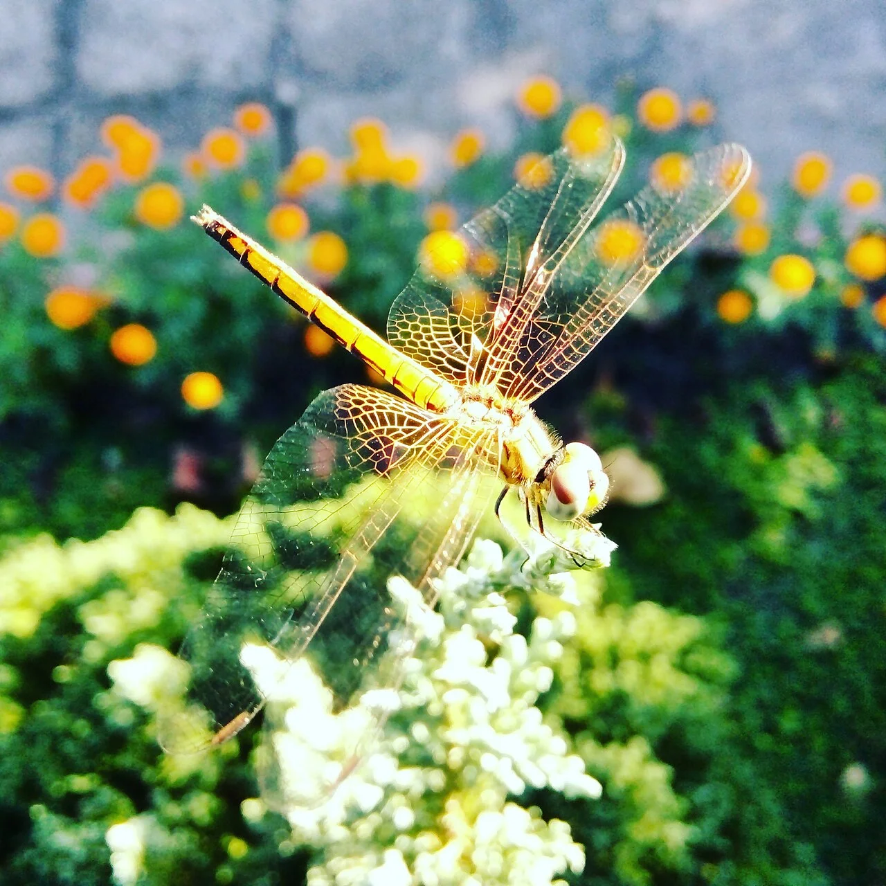 Photo of Chơn Thành