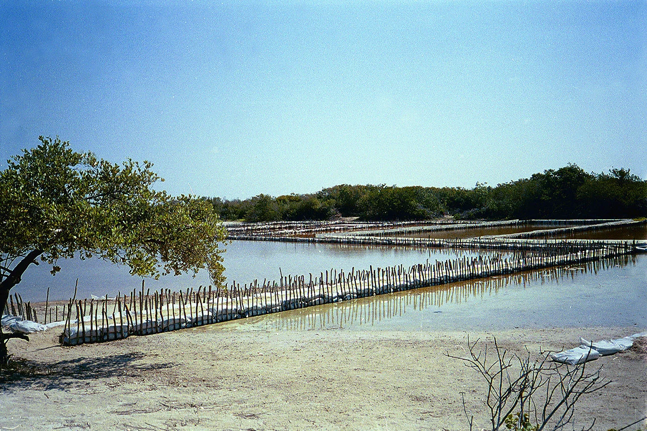 Photo of Chunchucmil