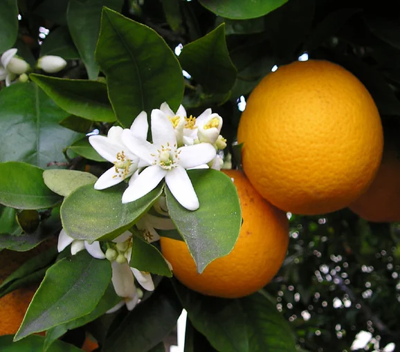 Photo of Citrus