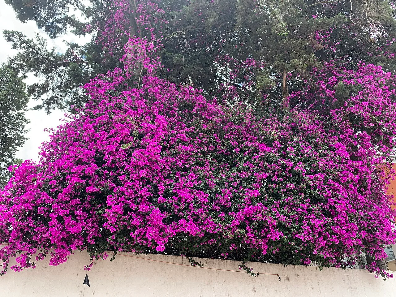 Photo of Cliserio Alanís (San Gaspar)