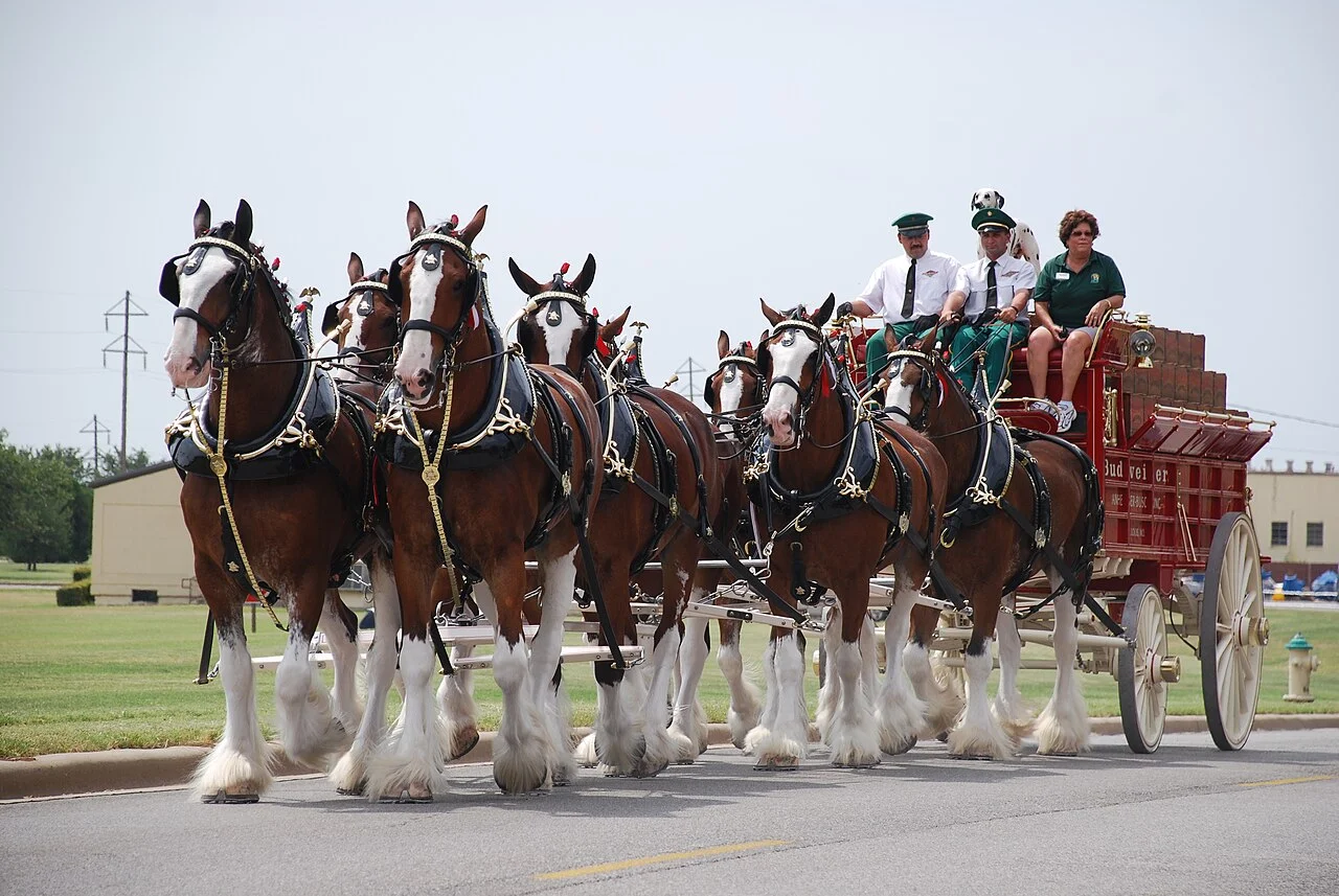 Photo of Clydesdale