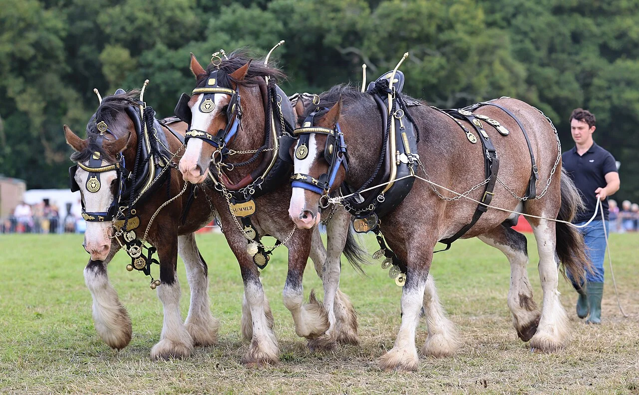 Photo of Clydesdale