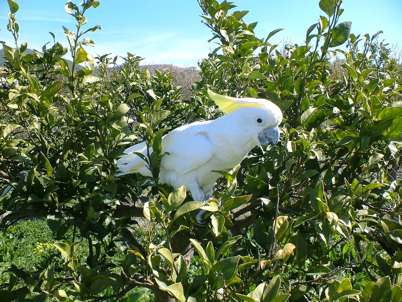 Photo of Cockatoo