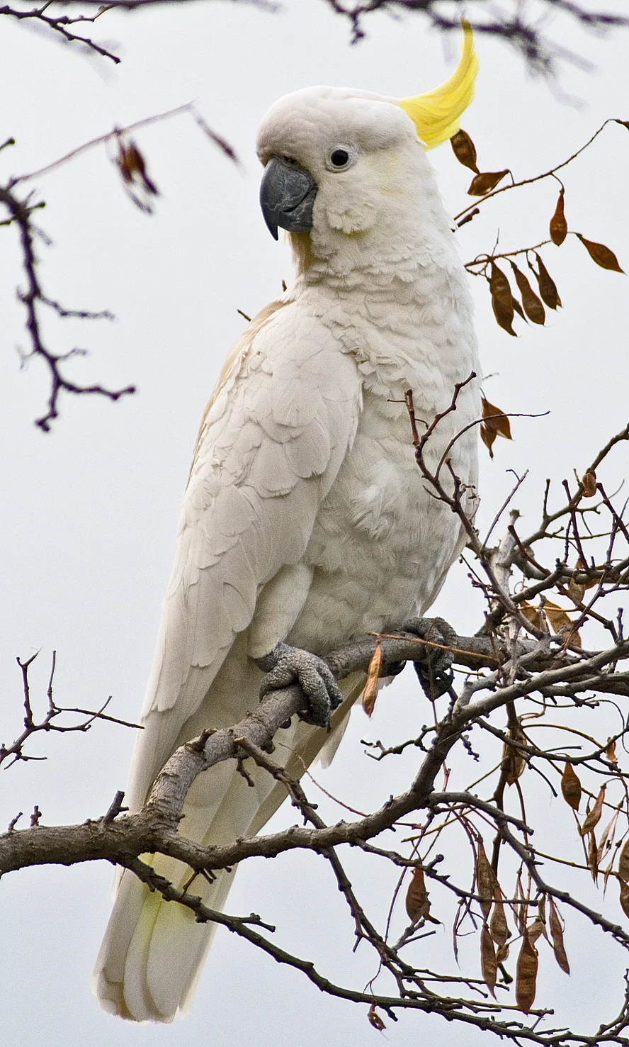 Photo of Cockatoo