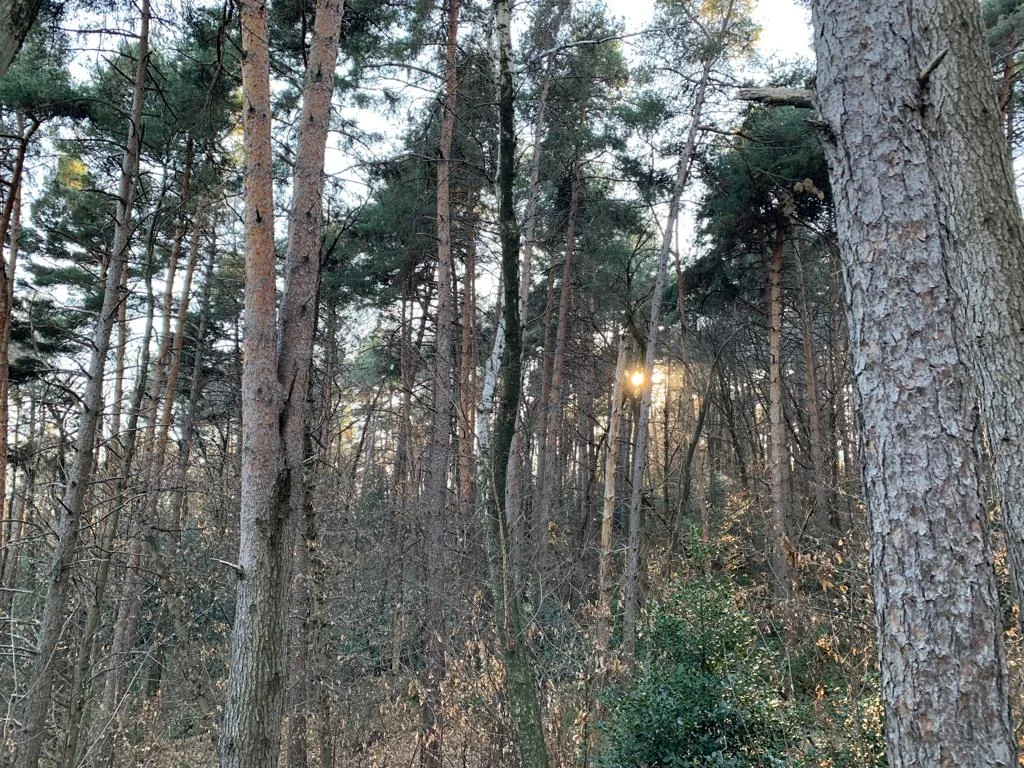 Photo of Colle Verde