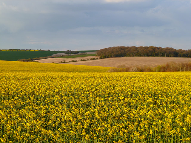 Farmland, Collingbourne Kingston