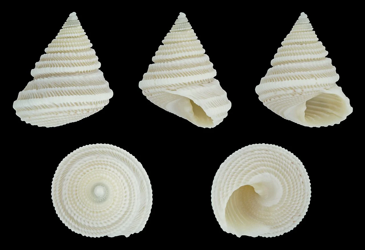 Photo of Colonia Elisa