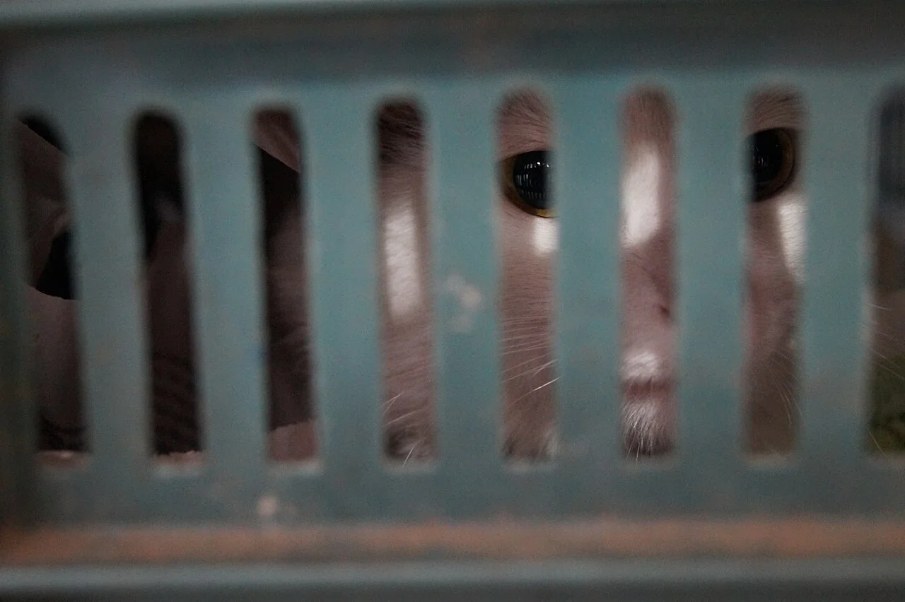 Photo of Colonia Michoacana