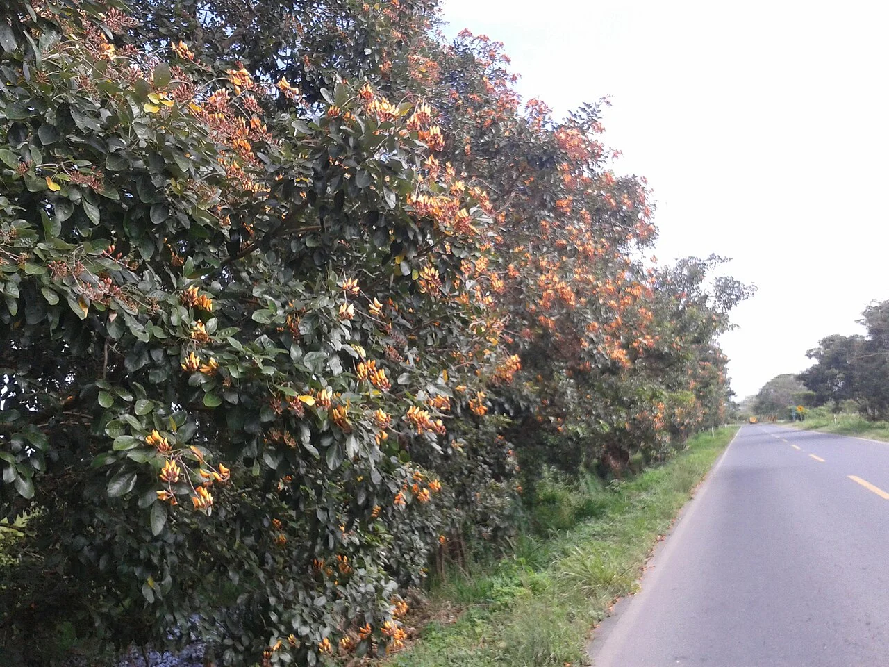 Photo of Colonia Palo Prieto (Chipitongo)