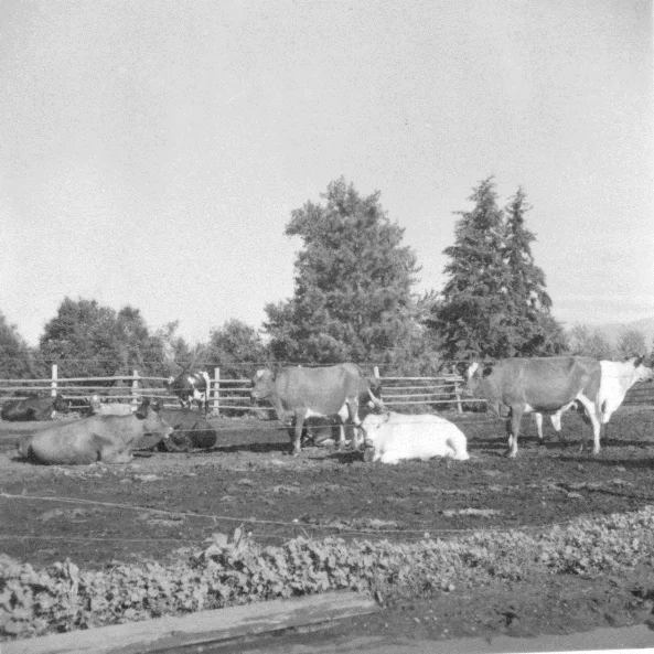 Photo of Columbia Falls