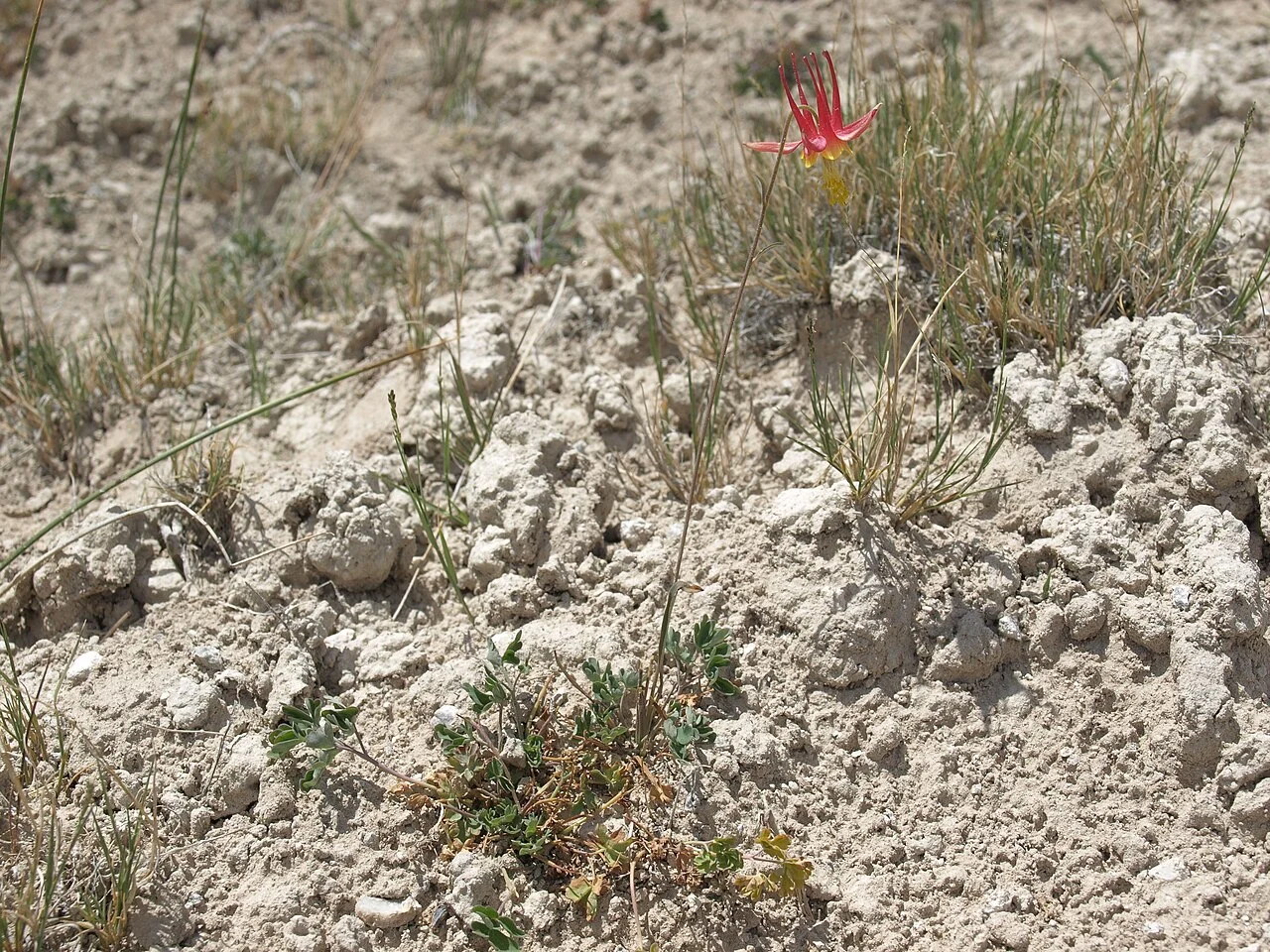Photo of Columbine Valley