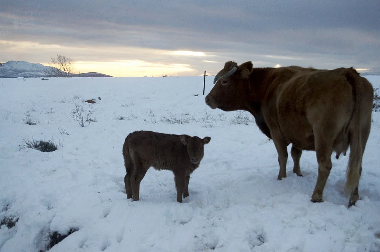 Photo of Congostrina