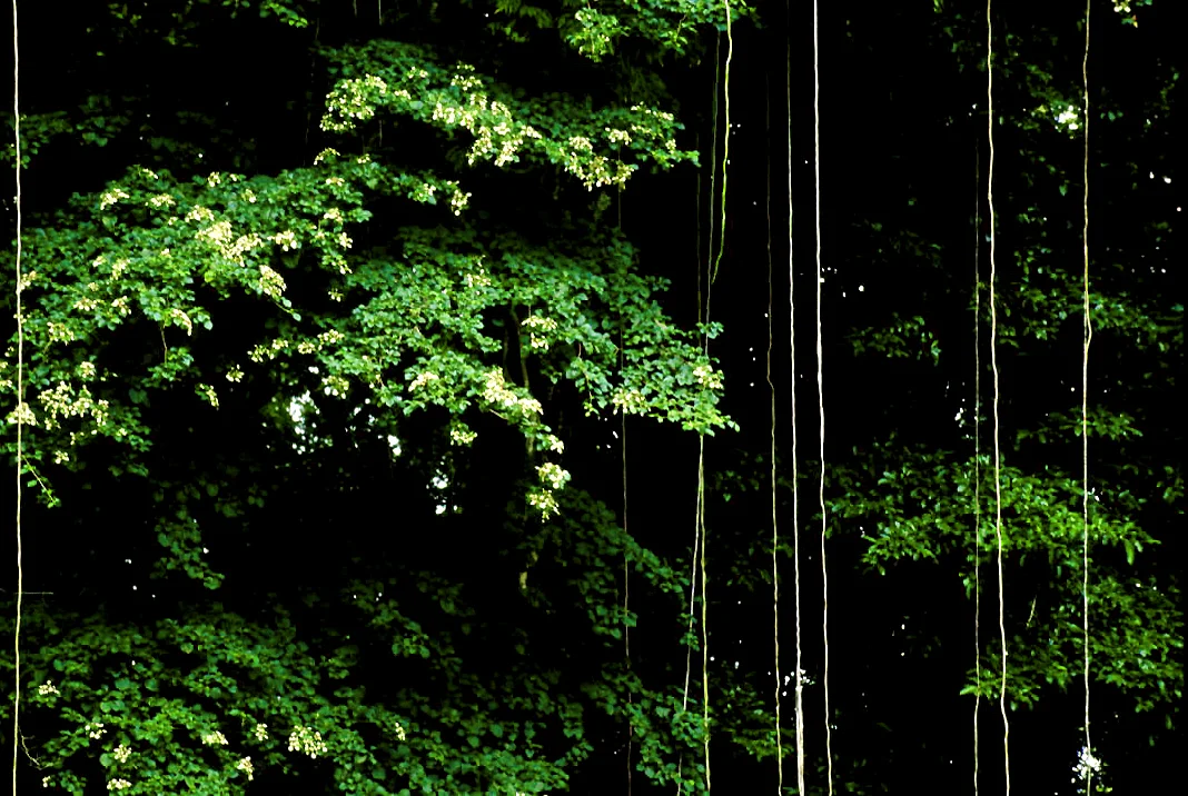 Photo of Copán Ruinas