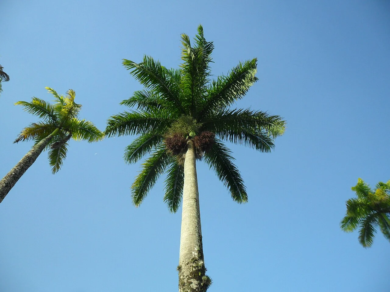 Photo of Coqueiro Baixo