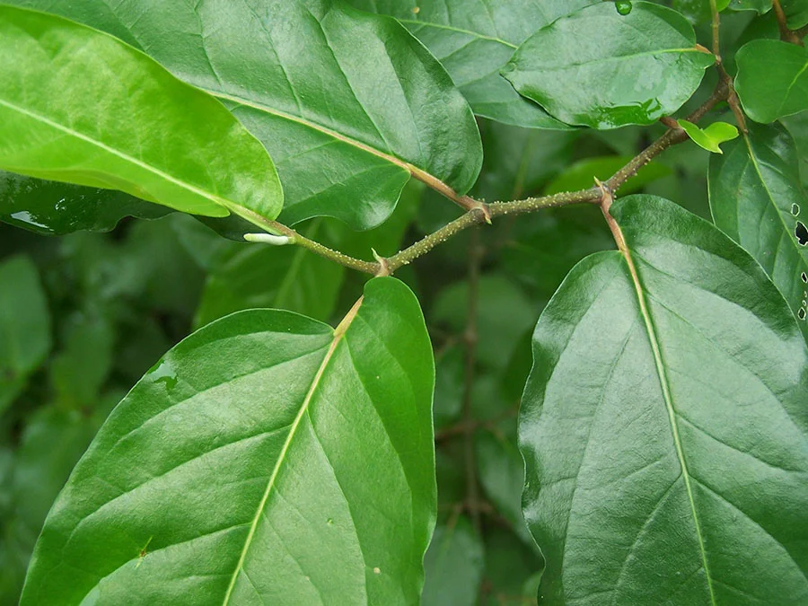 Photo of Cordoncillo