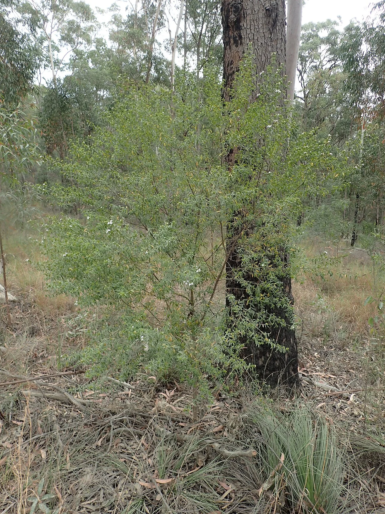 Photo of Corindi Beach
