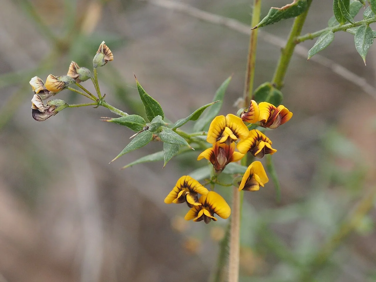Photo of Corindi Beach