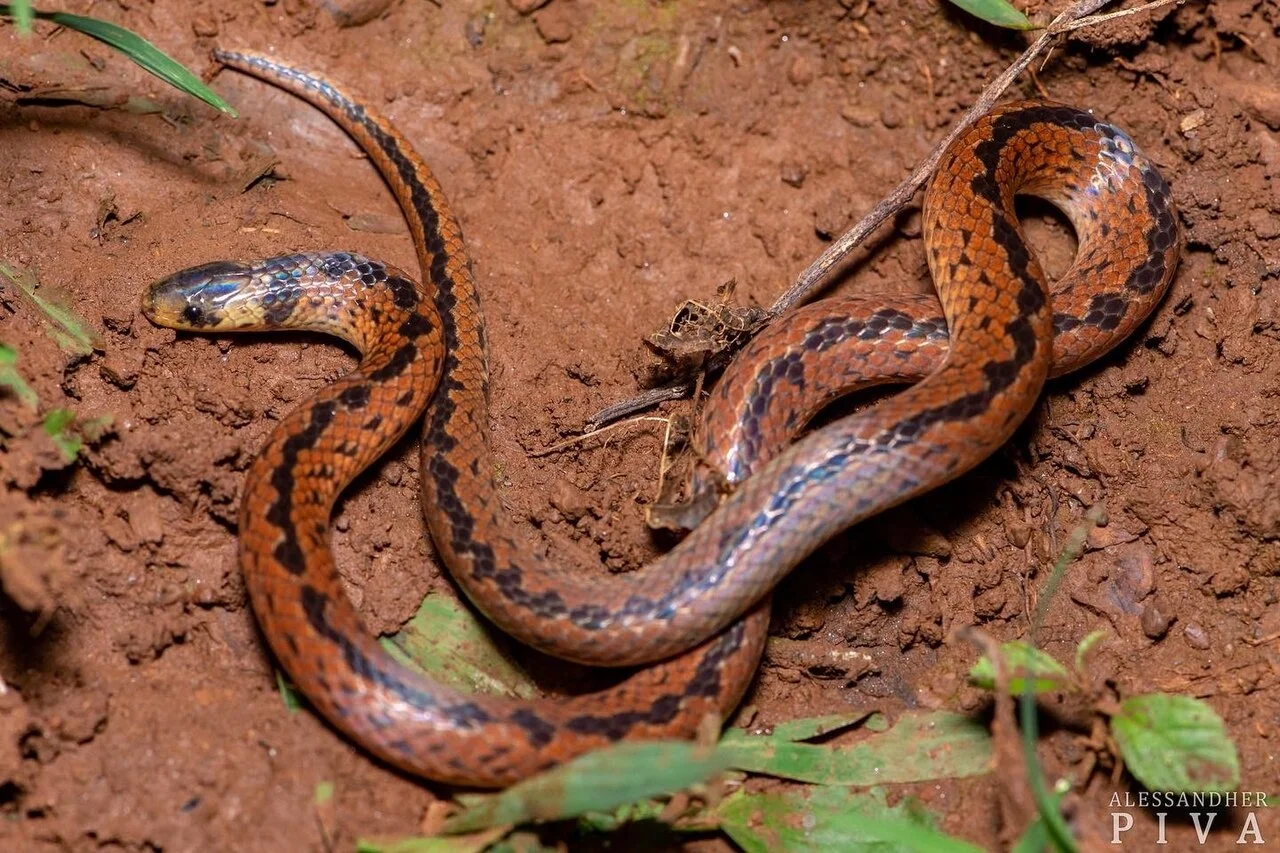 Photo of Coronel Freitas